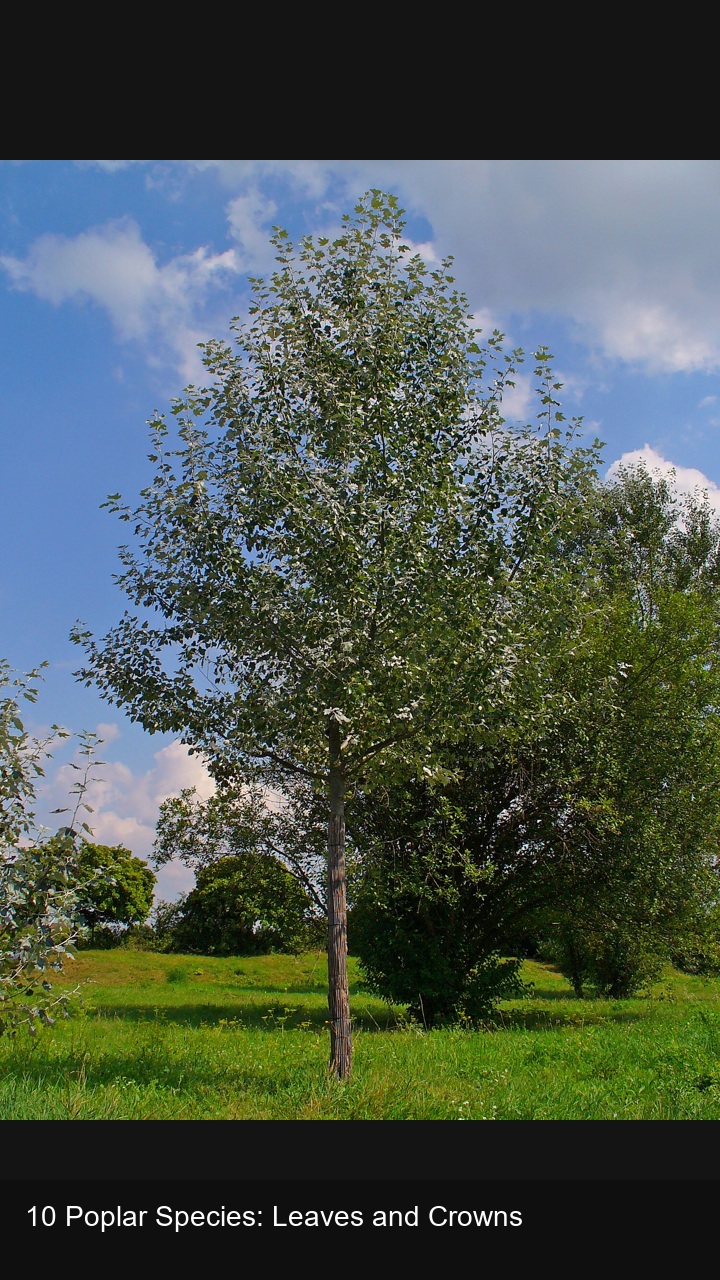 10 Poplar Species: Leaves and Crowns — 2:3
