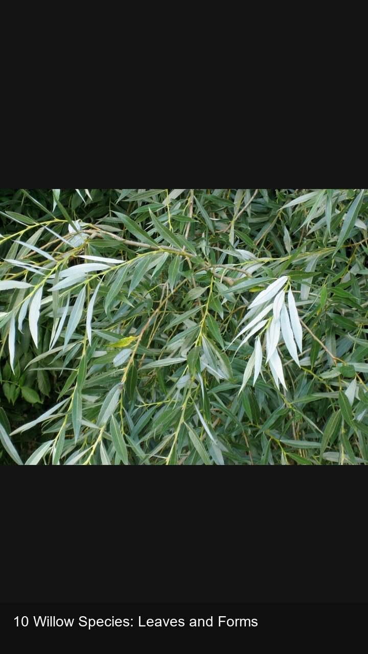 10 Willow Species: Leaves and Forms — 2:3