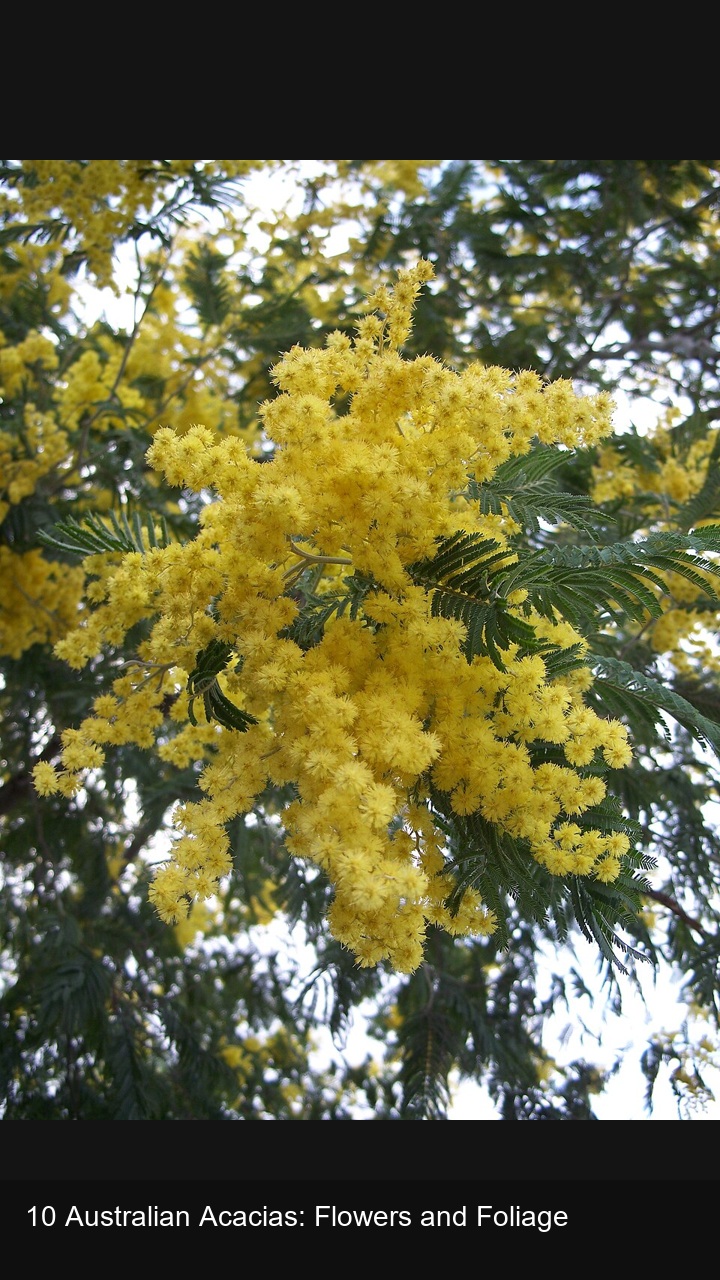 10 Australian Acacias: Flowers and Foliage