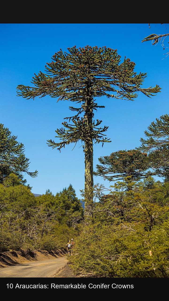 10 Araucarias: Remarkable Conifer Crowns — 2:3