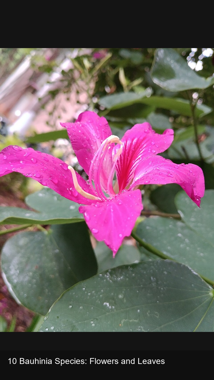 10 Bauhinia Species: Flowers and Leaves