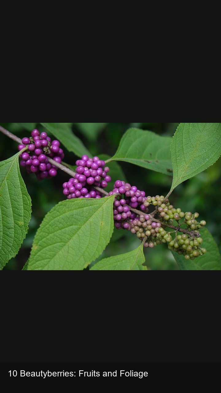 10 Beautyberries: Fruits and Foliage — 2:3