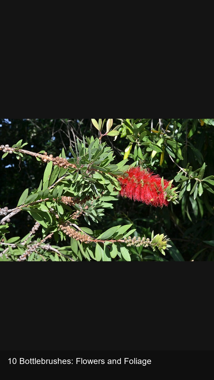 10 Bottlebrushes: Flowers and Foliage — 2:3