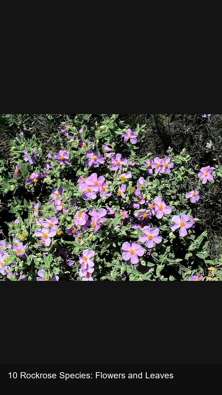 10 Rockrose Species: Flowers and Leaves — 2:3