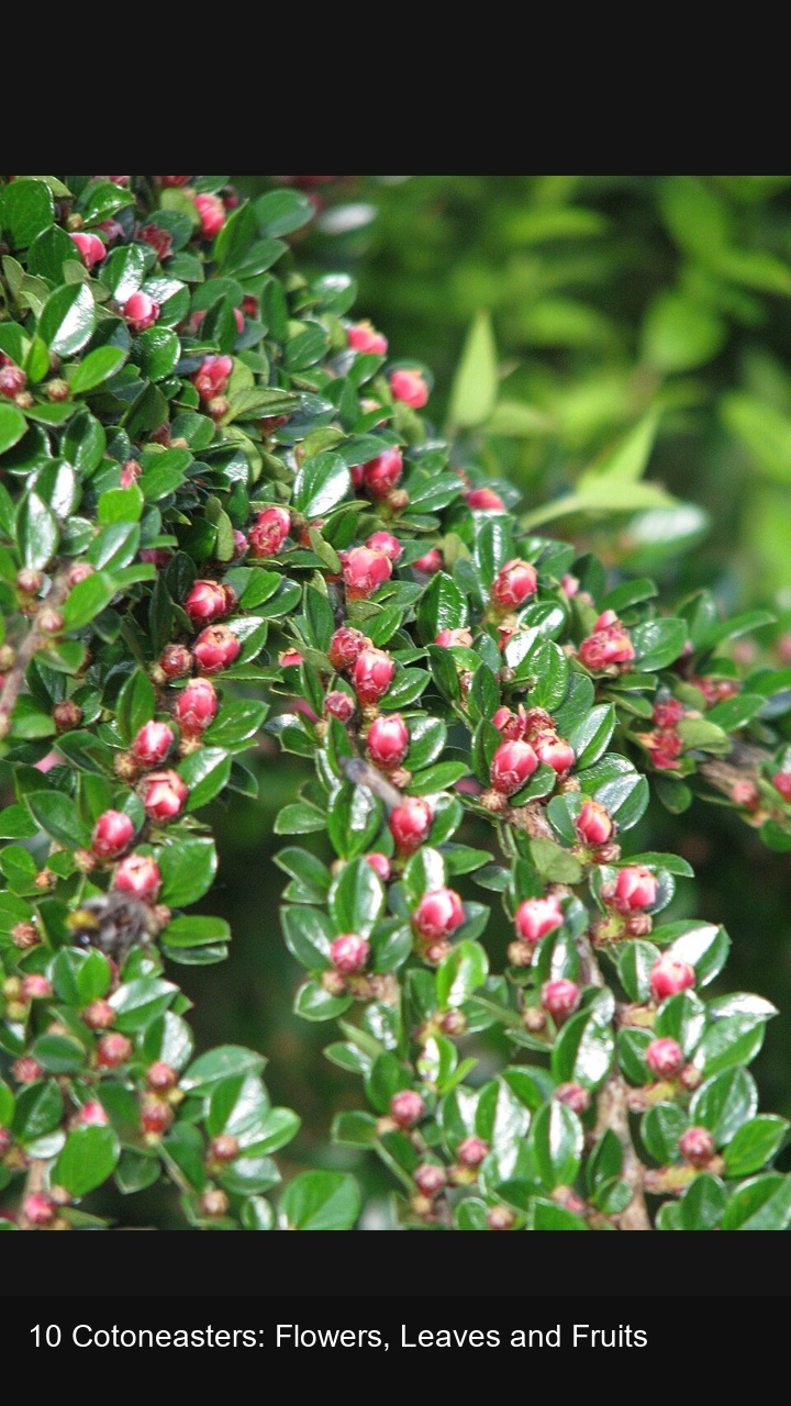 10 Cotoneasters: Flowers, Leaves and Fruits — 2:3