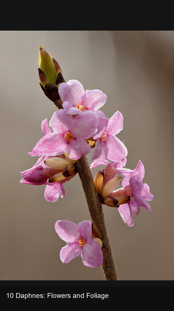 10 Daphnes: Flowers and Foliage — 2:3