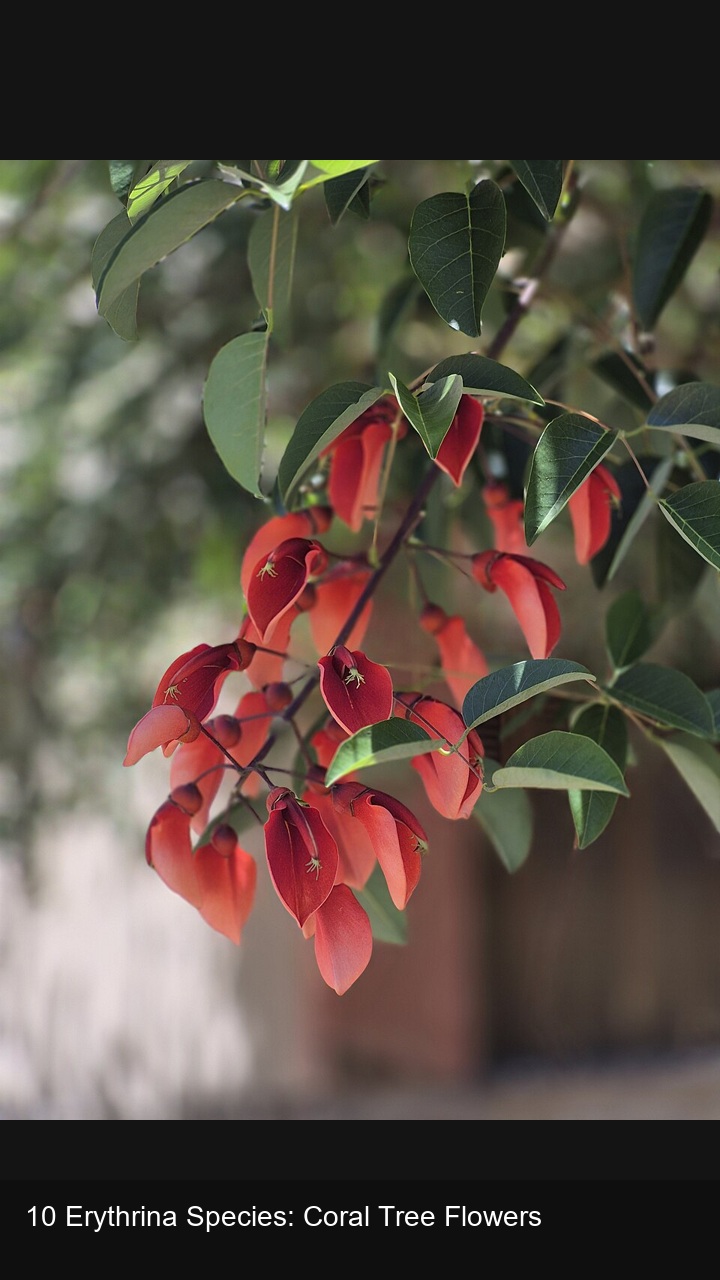 10 Erythrina Species: Coral Tree Flowers — 2:3