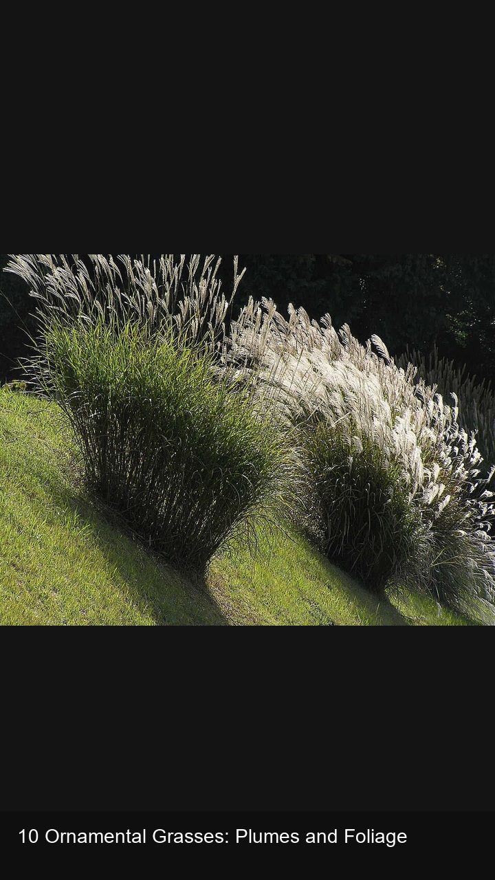 10 Ornamental Grasses: Plumes and Foliage — 2:3