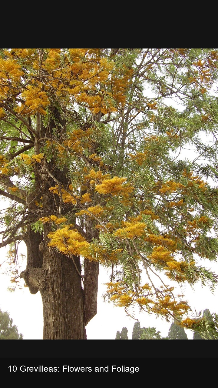 10 Grevilleas: Flowers and Foliage — 2:3