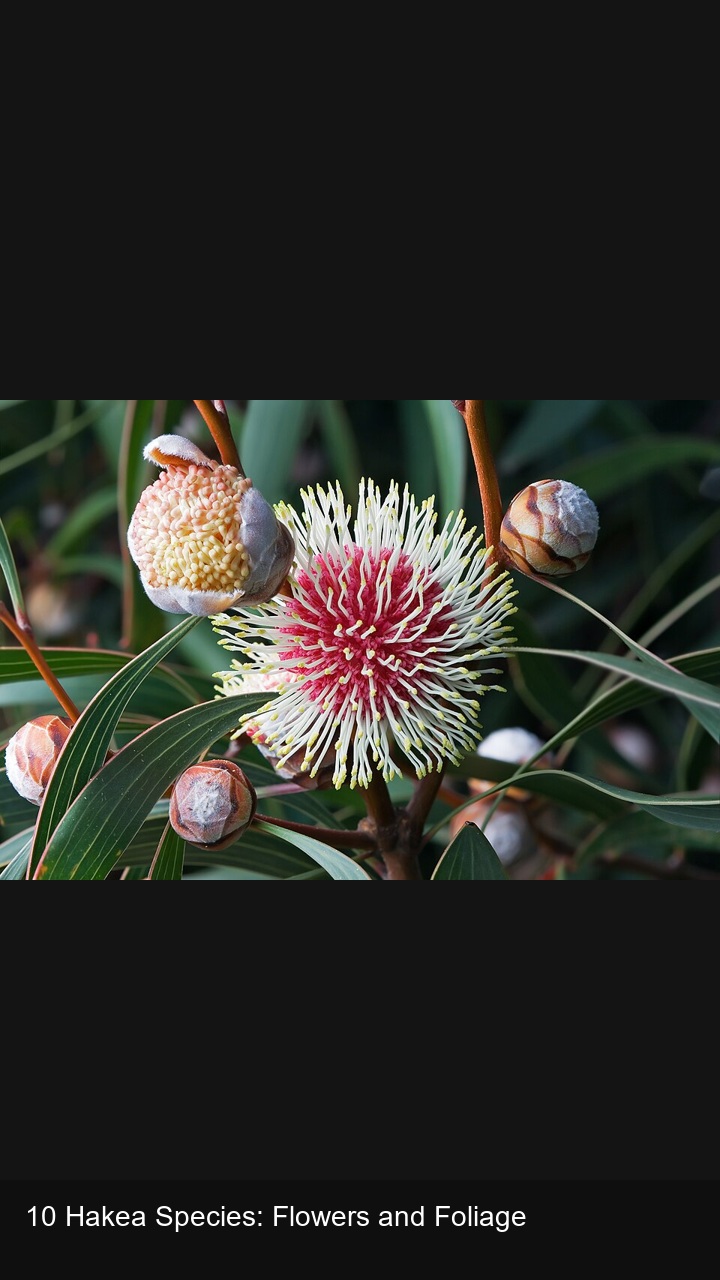 10 Hakea Species: Flowers and Foliage — 2:3