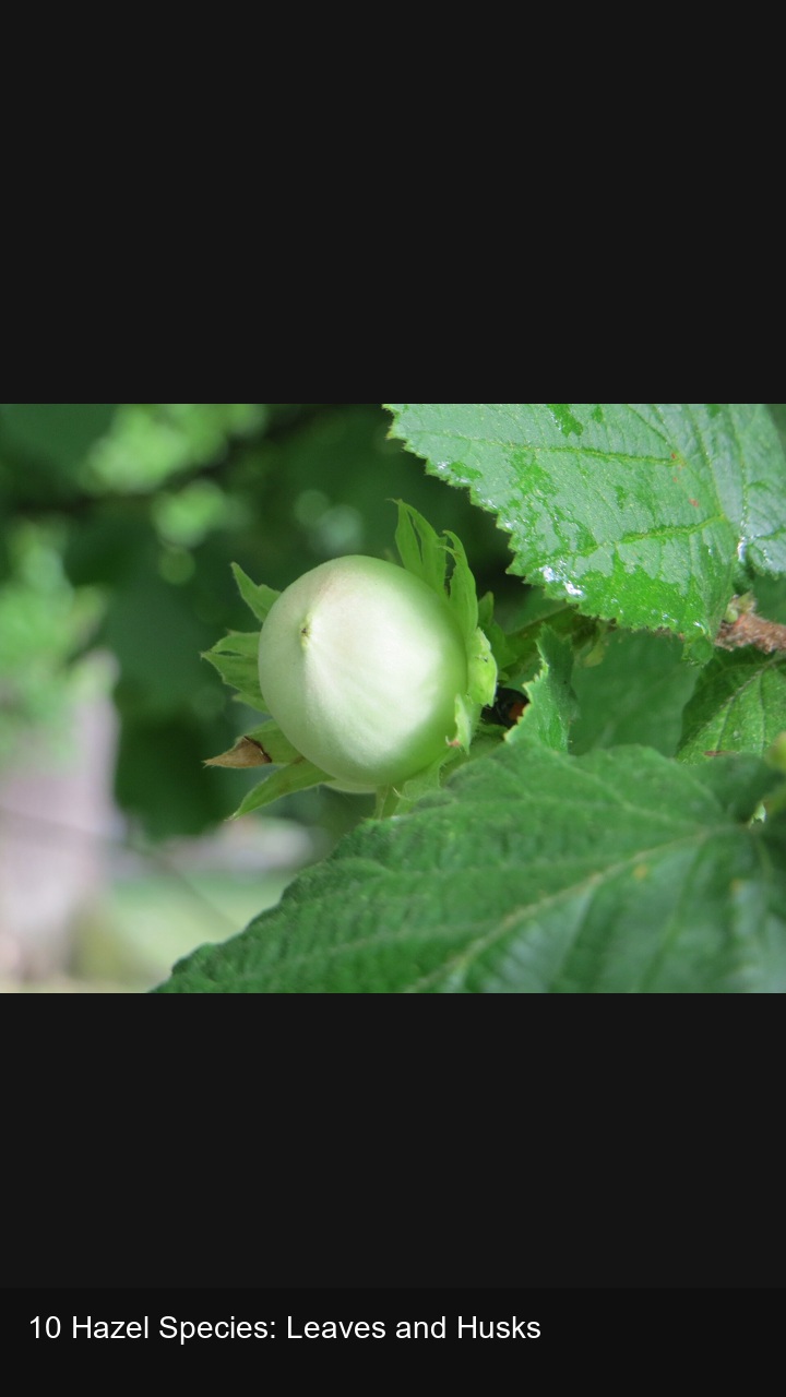 10 Hazel Species: Leaves and Husks — 2:3