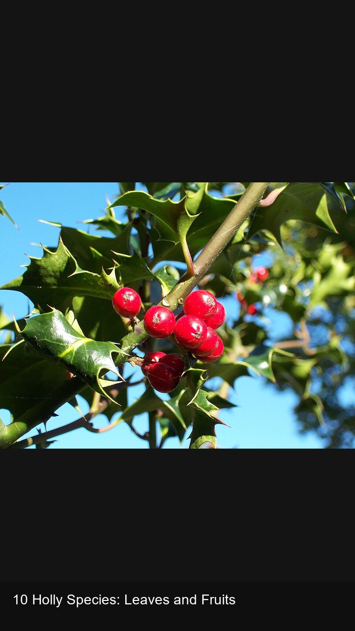 10 Holly Species: Leaves and Fruits — 2:3