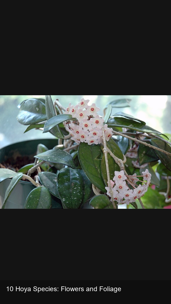 10 Hoya Species: Flowers and Foliage — 2:3