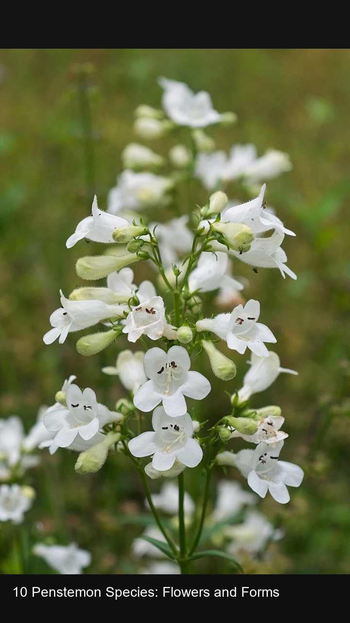 10 Penstemon Species: Flowers and Forms — 2:3