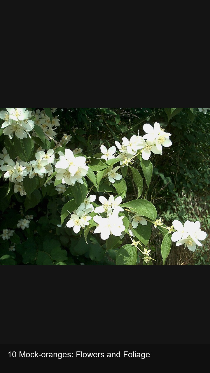 10 Mock-oranges: Flowers and Foliage — 2:3