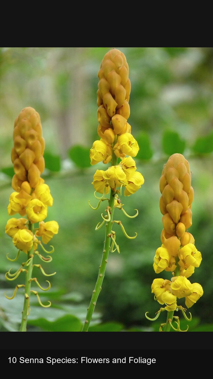 10 Senna Species: Flowers and Foliage — 2:3