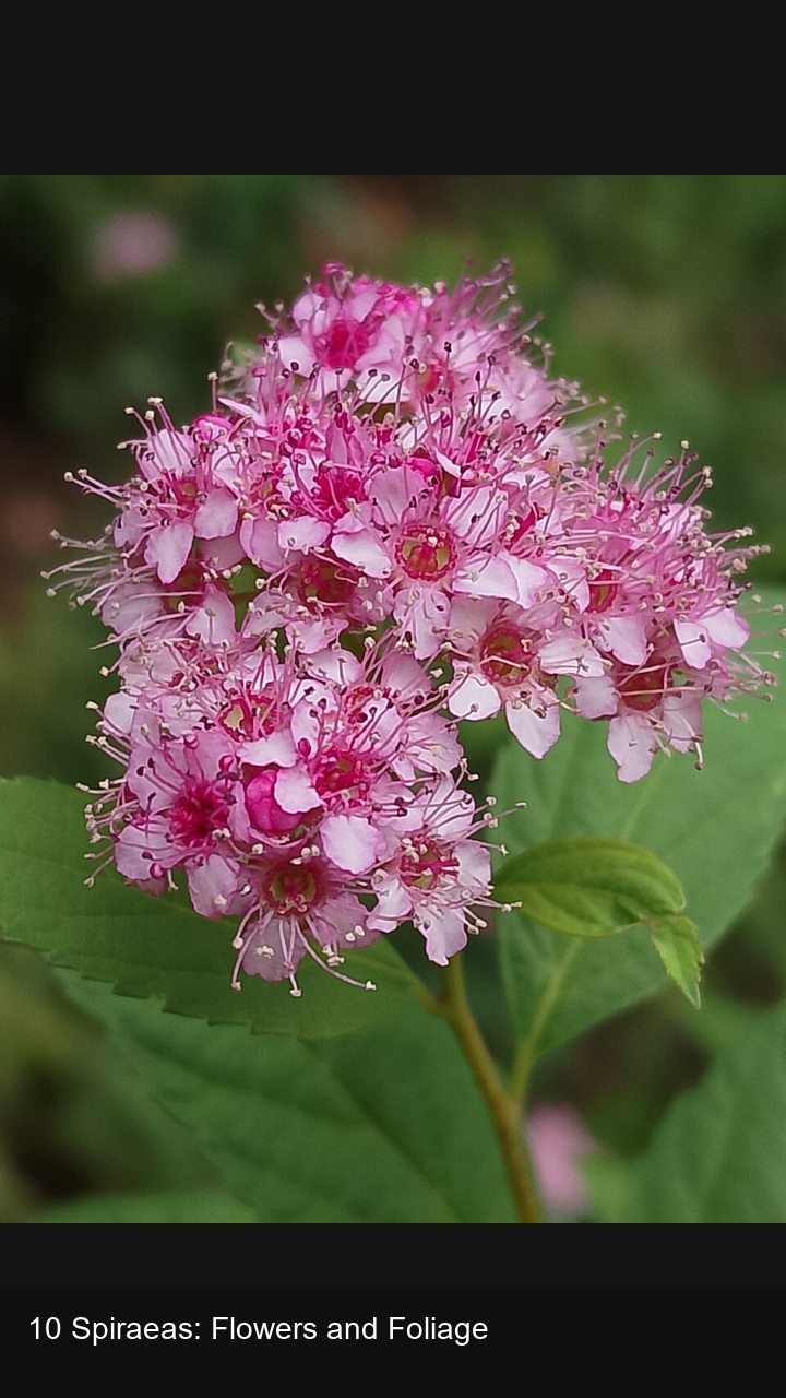 10 Spiraeas: Flowers and Foliage — 2:3
