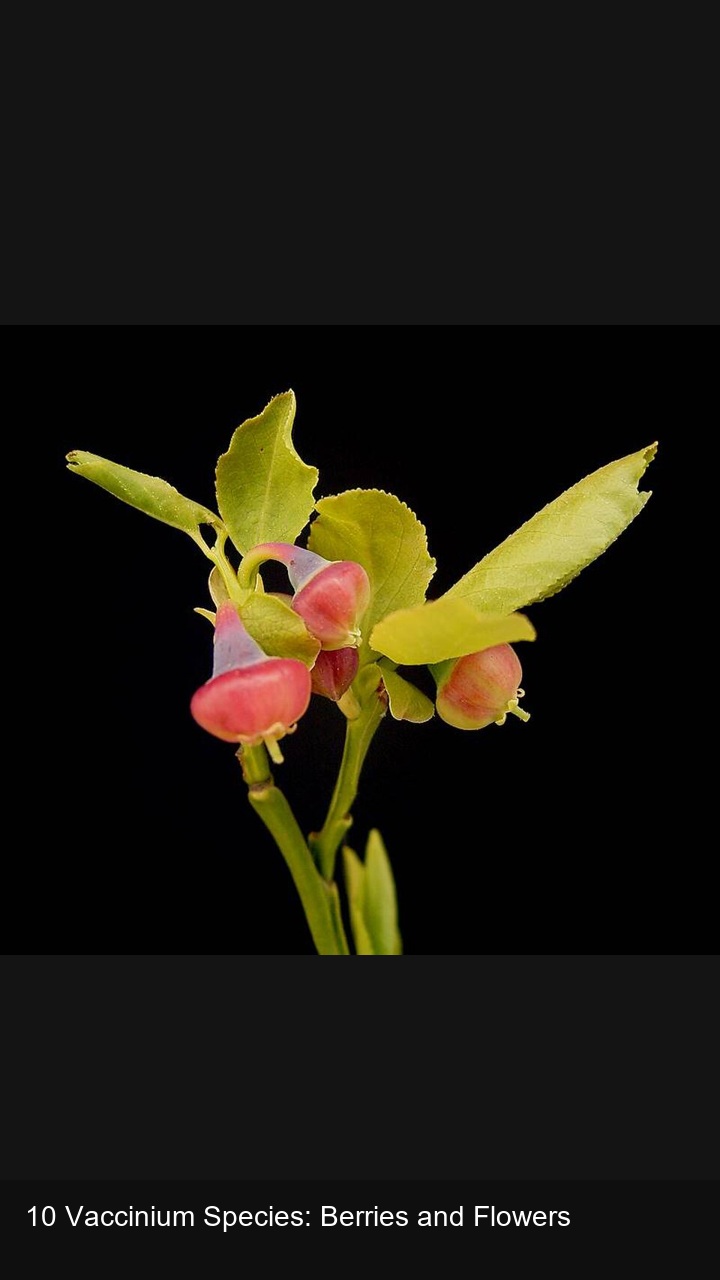 10 Vaccinium Species: Berries and Flowers — 2:3