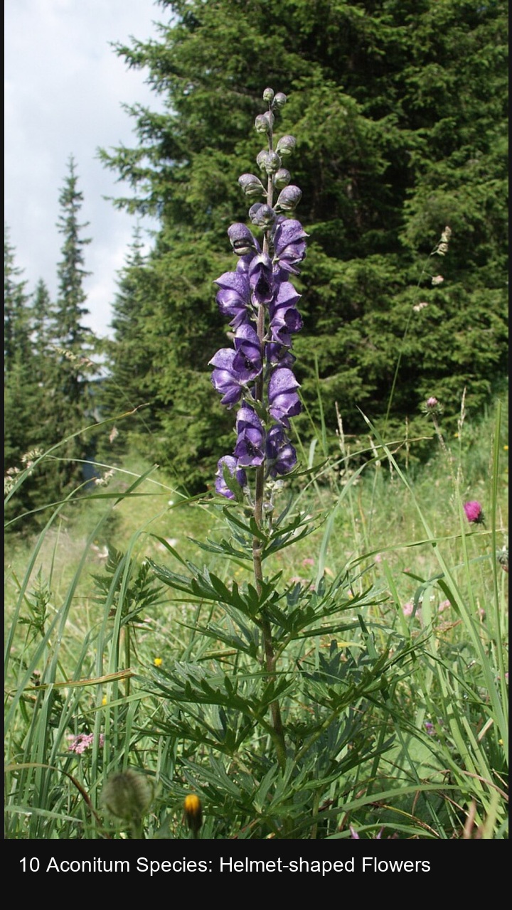10 Aconitum Species: Helmet-shaped Flowers — 2:3