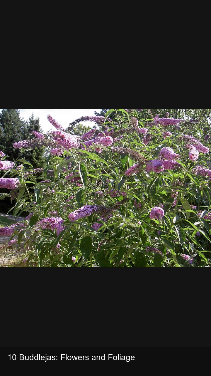 10 Buddlejas: Flowers and Foliage — 2:3