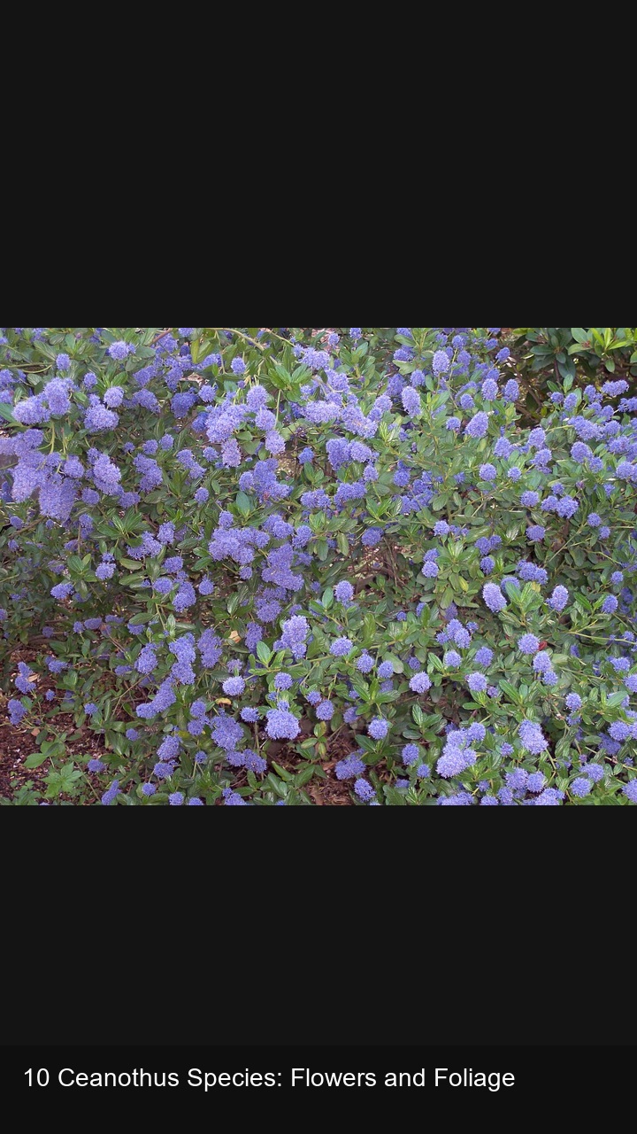 10 Ceanothus Species: Flowers and Foliage — 2:3