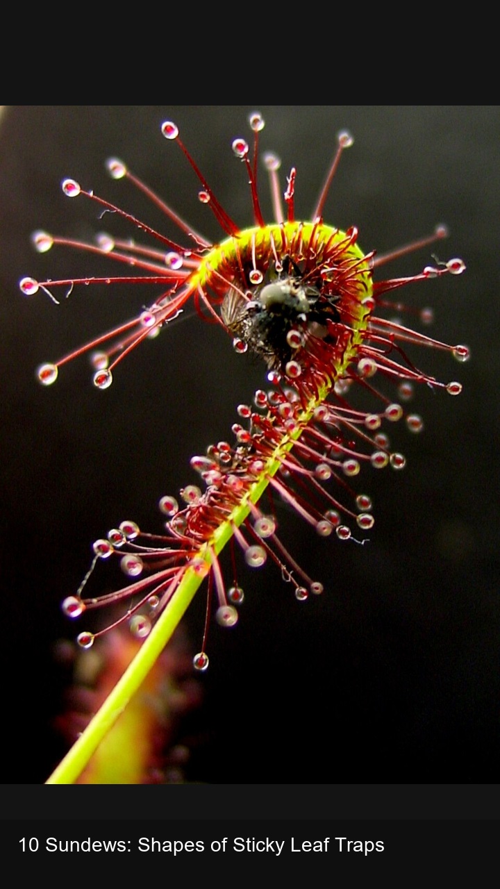 10 Sundews: Shapes of Sticky Leaf Traps — 2:3