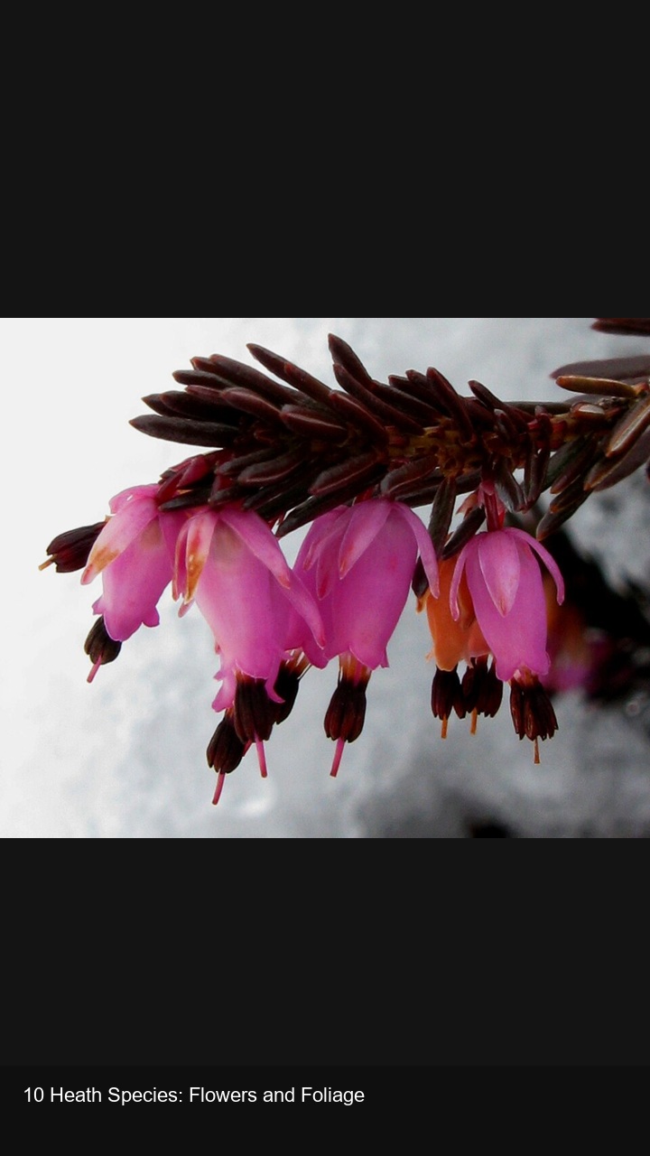 10 Heath Species: Flowers and Foliage — 2:3