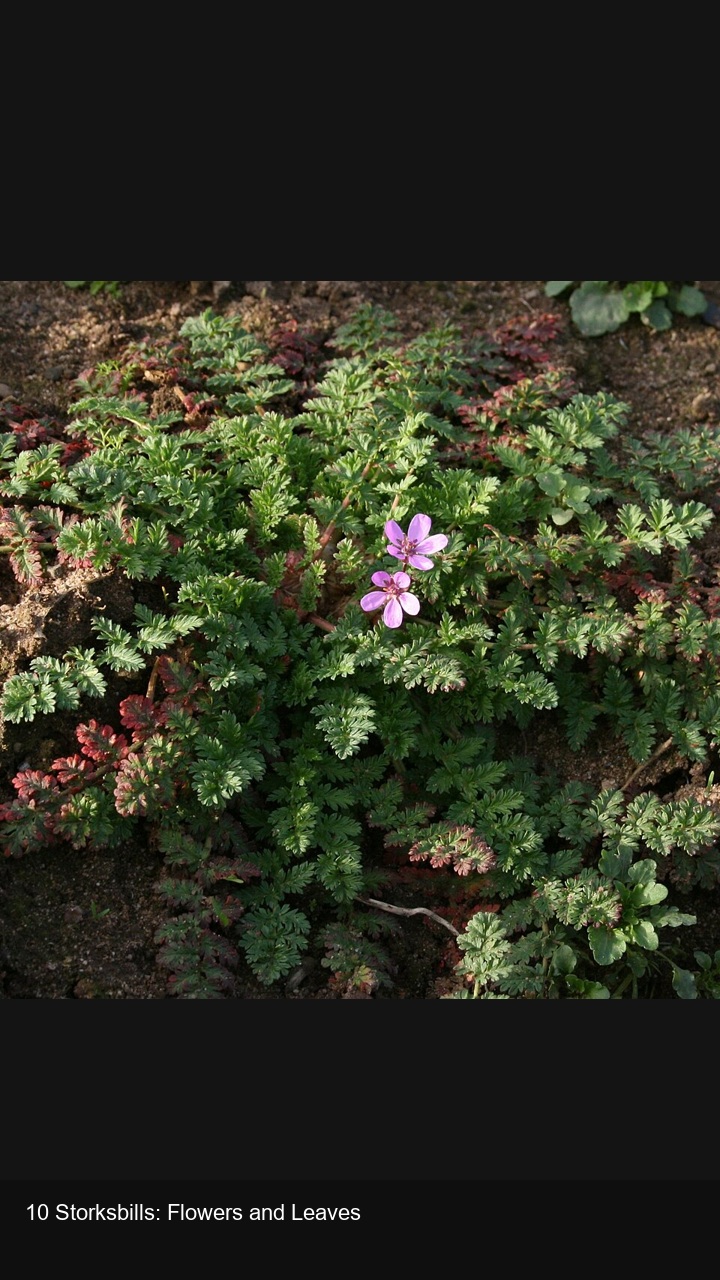 10 Storksbills: Flowers and Leaves — 2:3