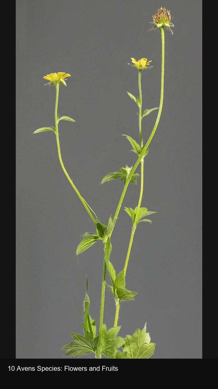 10 Avens Species: Flowers and Fruits — 2:3