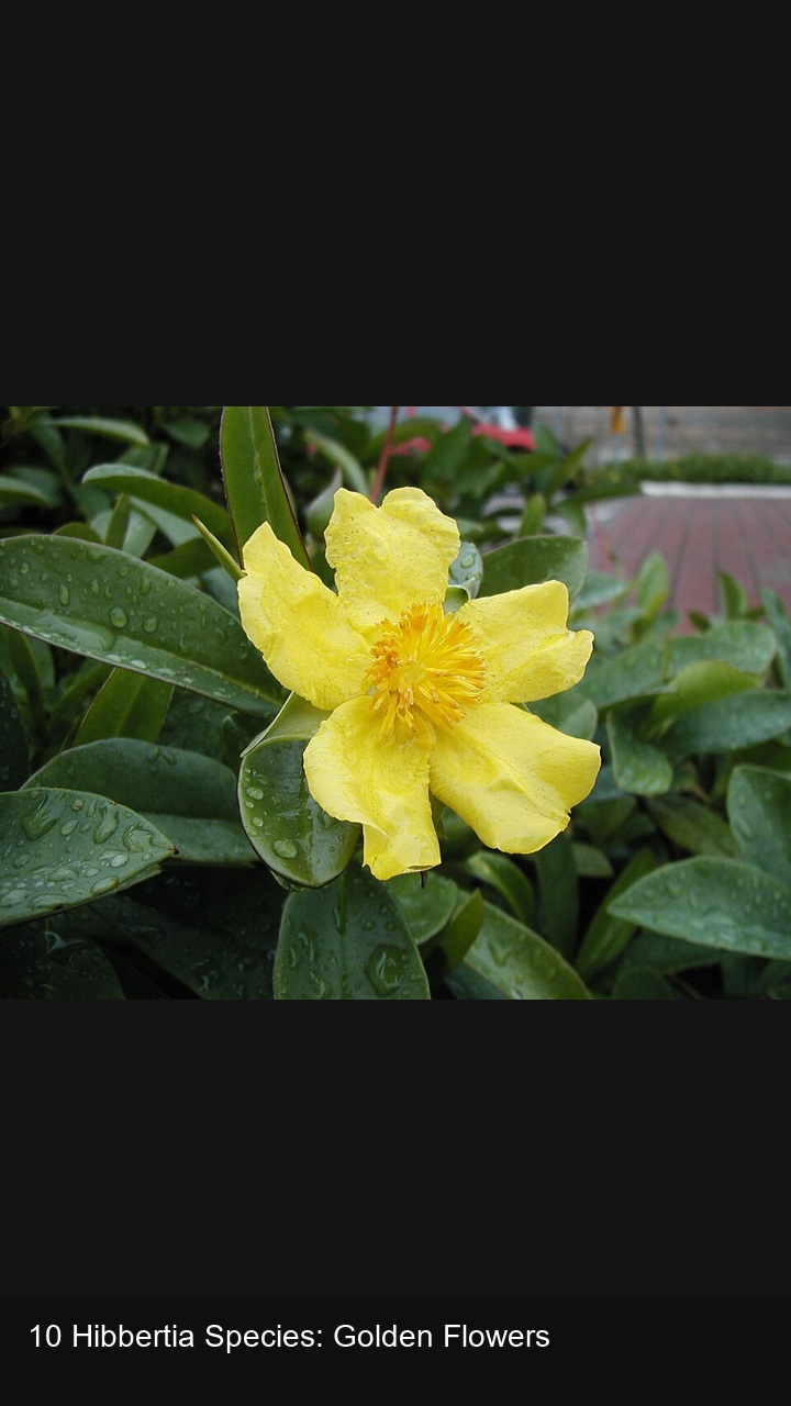 10 Hibbertia Species: Golden Flowers — 2:3