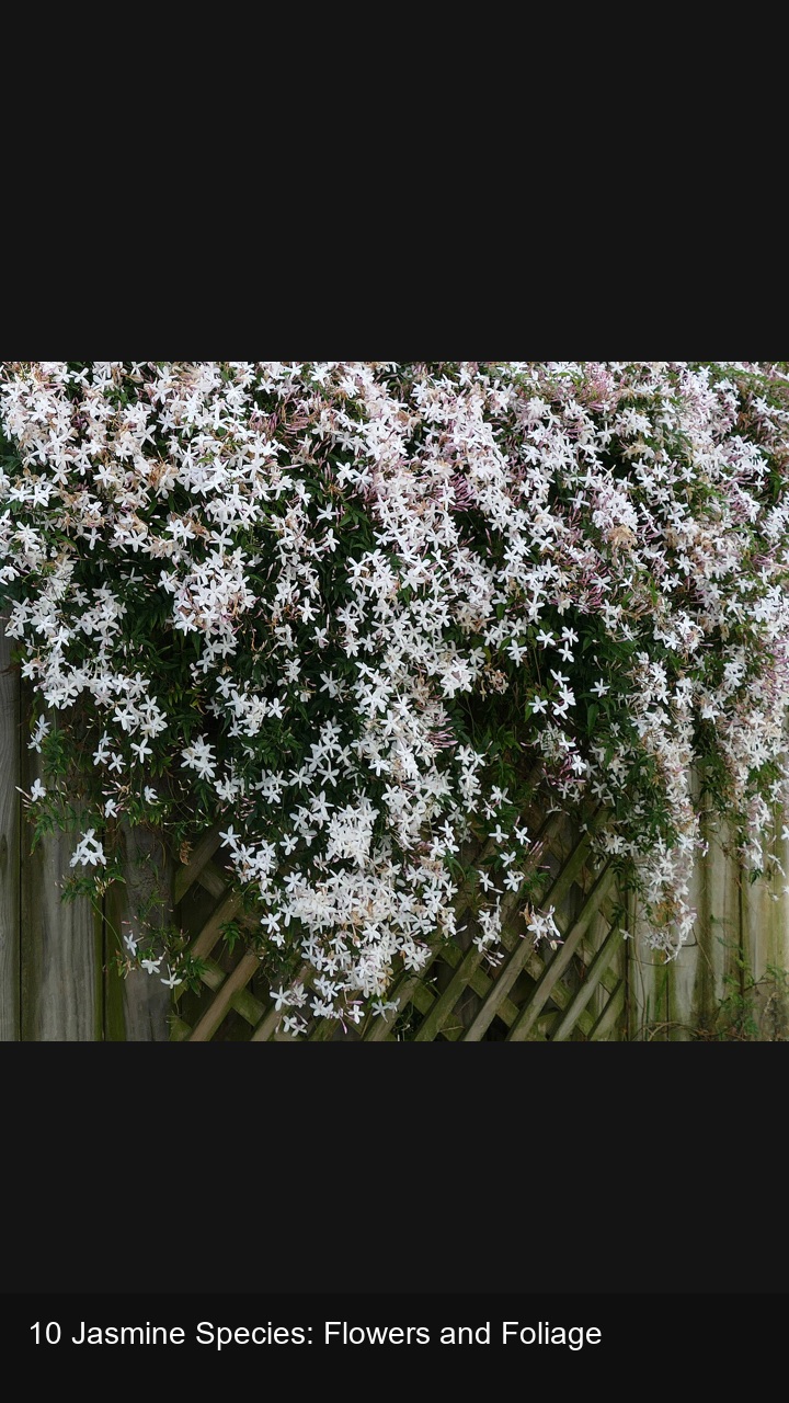 10 Jasmine Species: Flowers and Foliage — 2:3