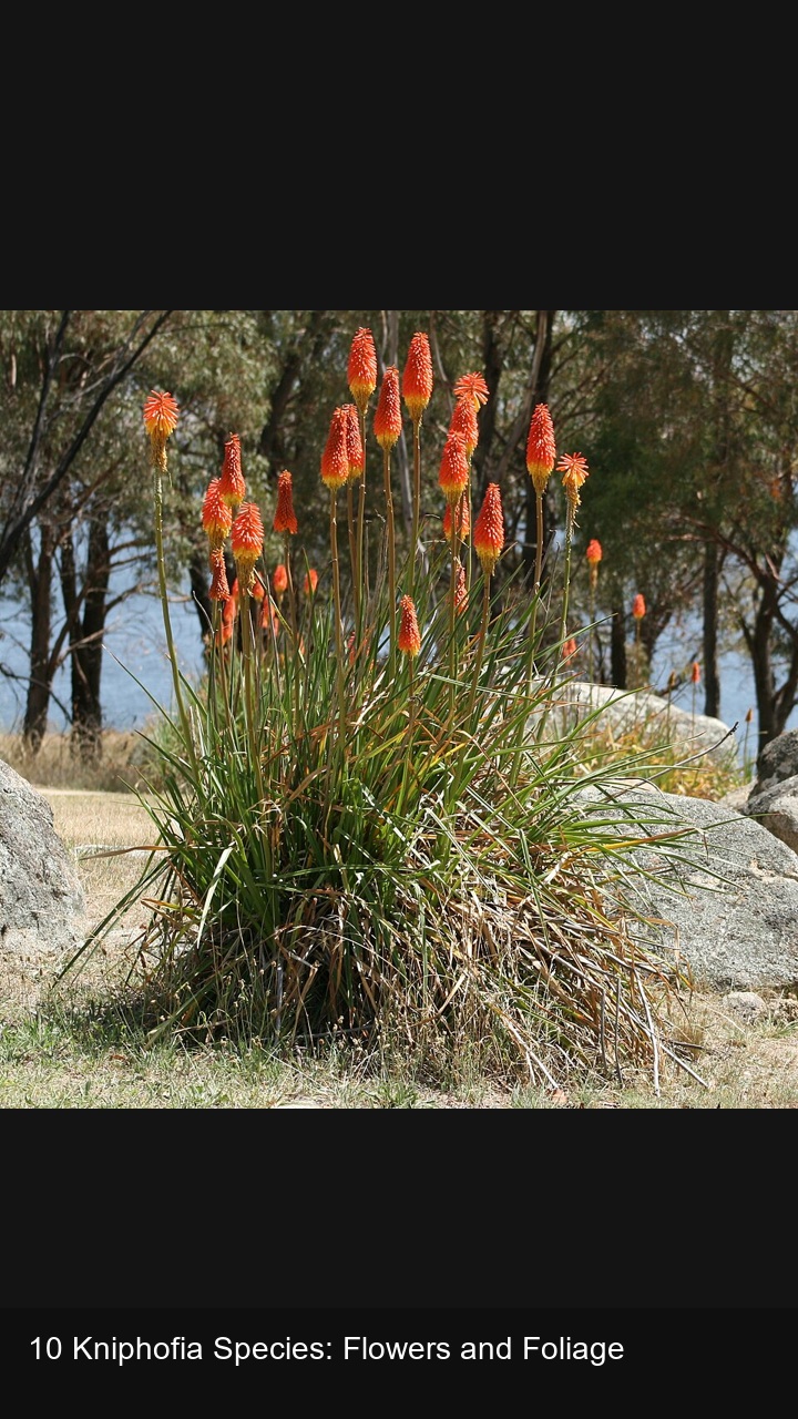 10 Kniphofia Species: Flowers and Foliage