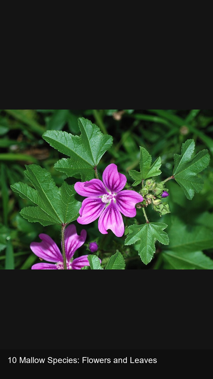 10 Mallow Species: Flowers and Leaves — 2:3