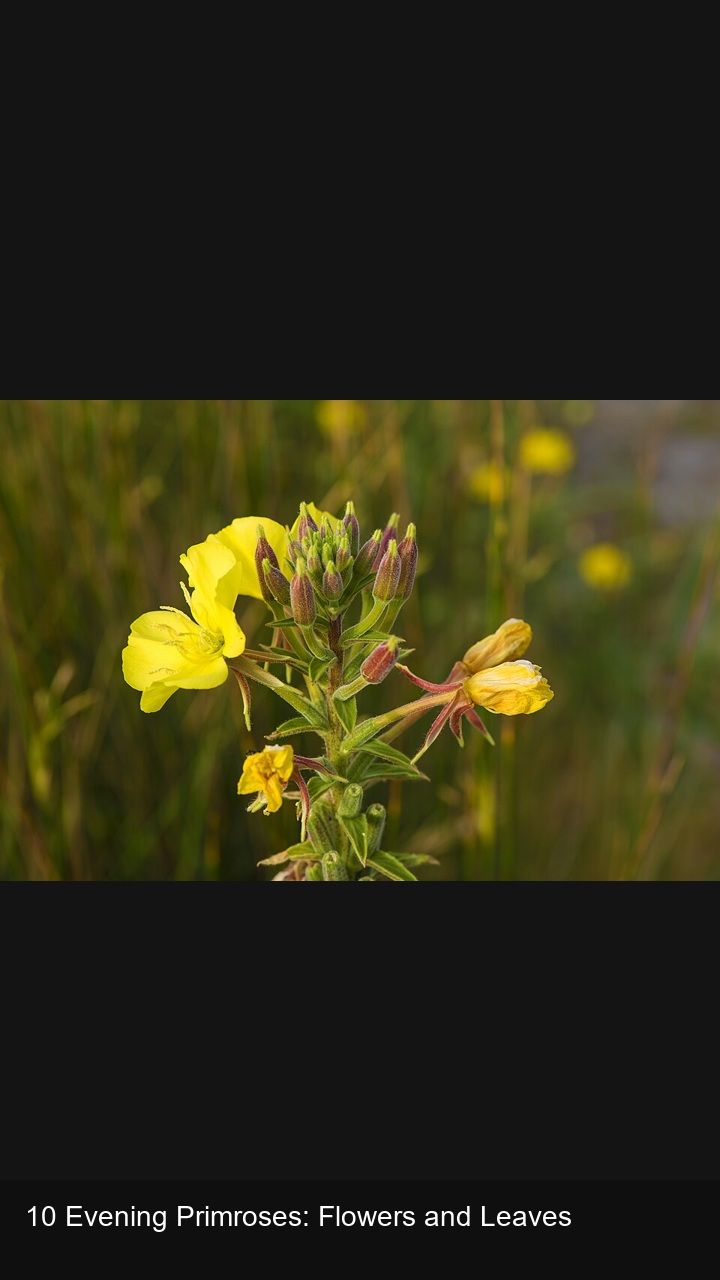 10 Evening Primroses: Flowers and Leaves — 2:3