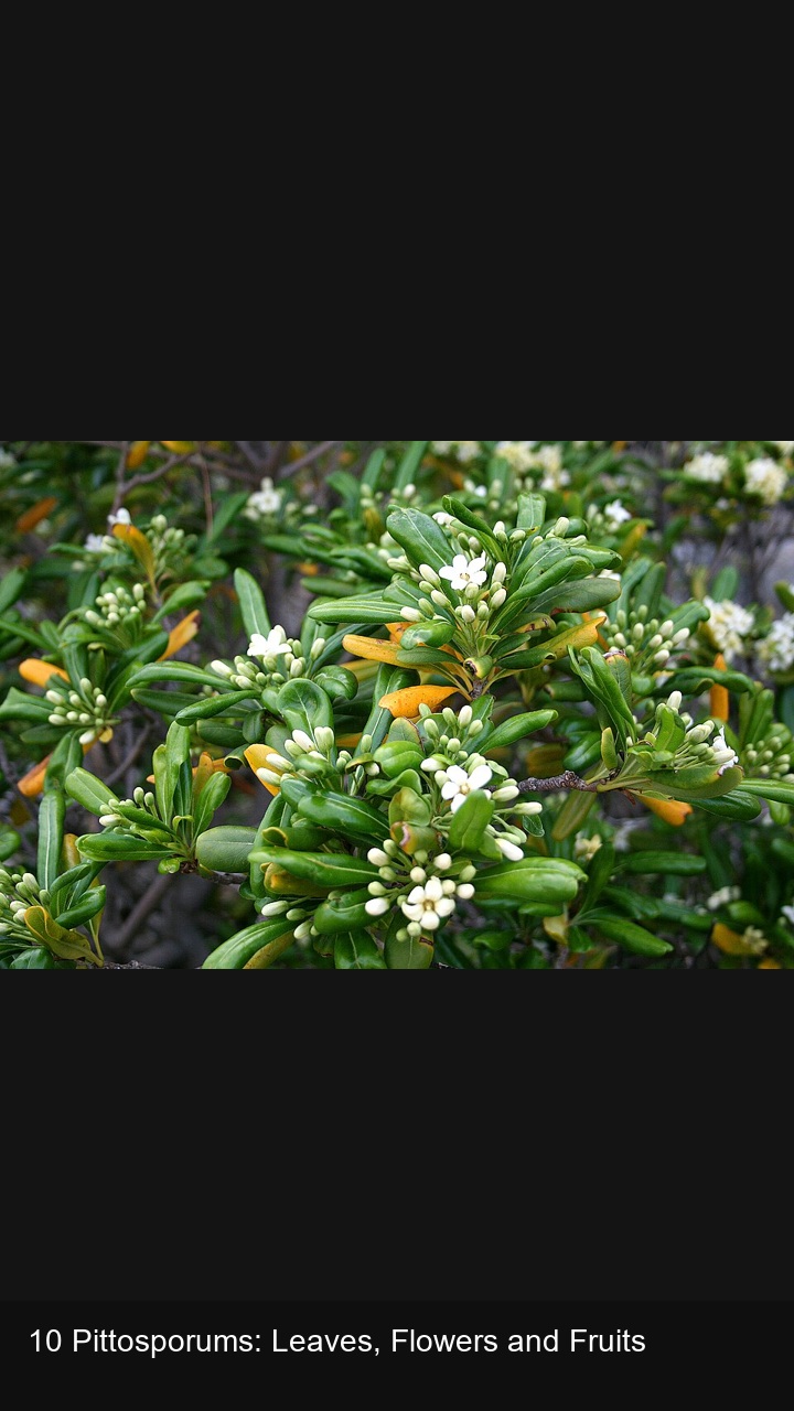 10 Pittosporums: Leaves, Flowers and Fruits — 2:3