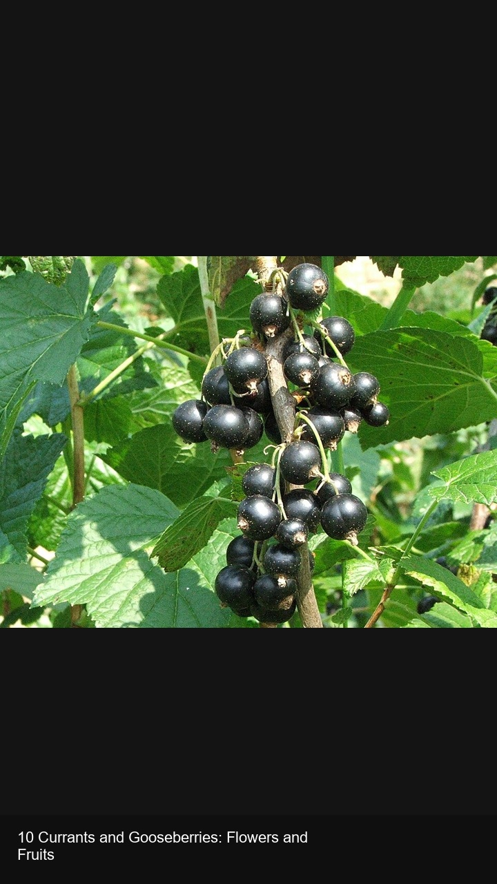 10 Currants and Gooseberries: Flowers and Fruits — 2:3