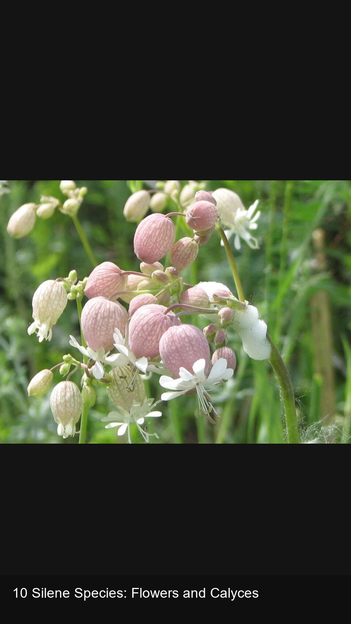 10 Silene Species: Flowers and Calyces — 2:3