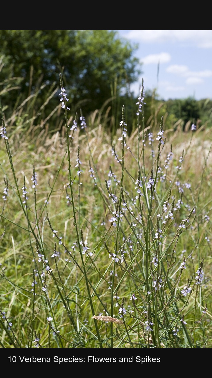 10 Verbena Species: Flowers and Spikes — 2:3