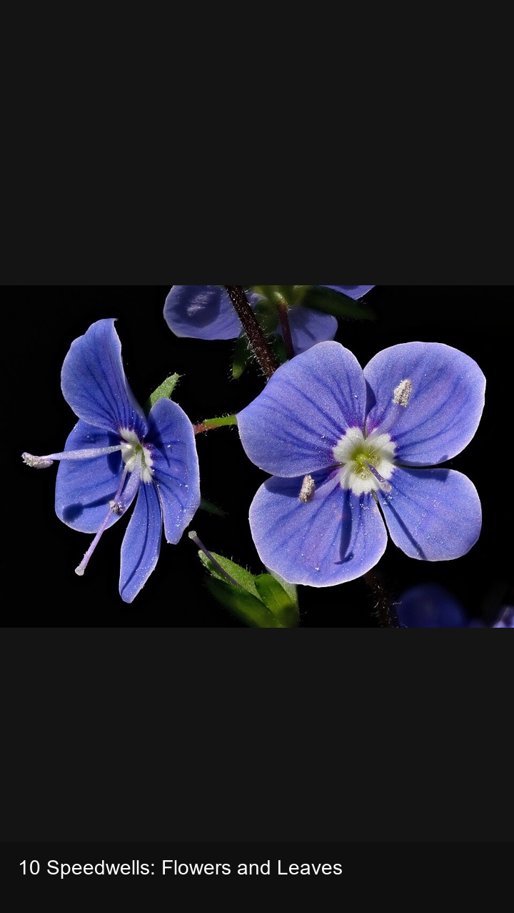 10 Speedwells: Flowers and Leaves — 2:3