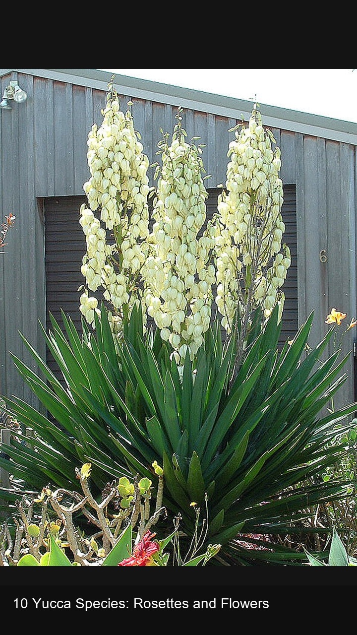10 Yucca Species: Rosettes and Flowers — 2:3