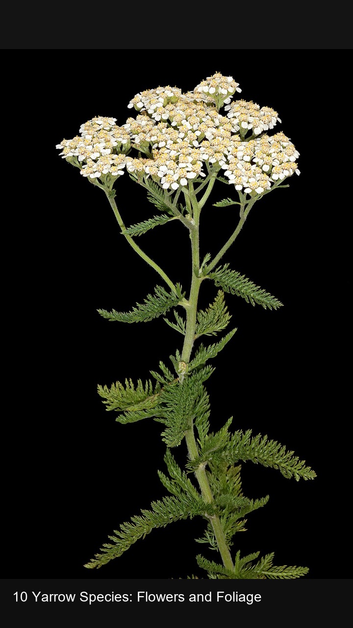 10 Yarrow Species: Flowers and Foliage