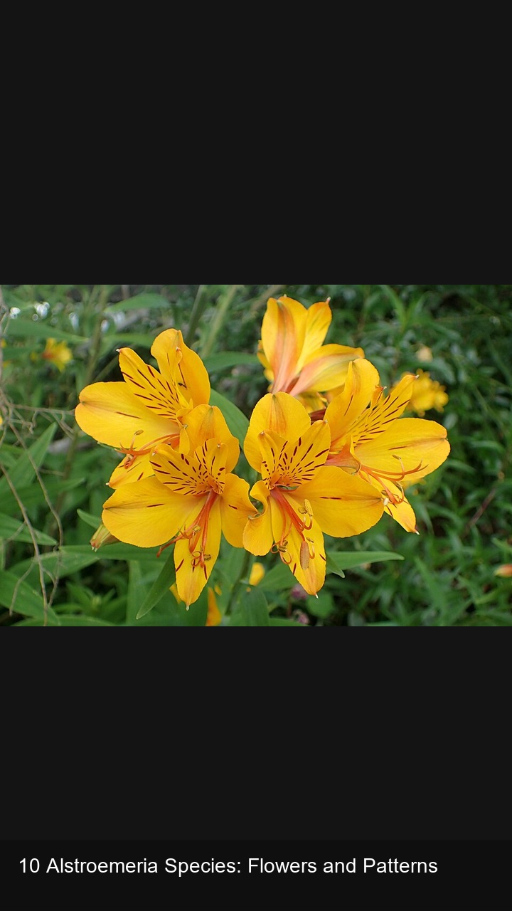 10 Alstroemeria Species: Flowers and Patterns — 2:3