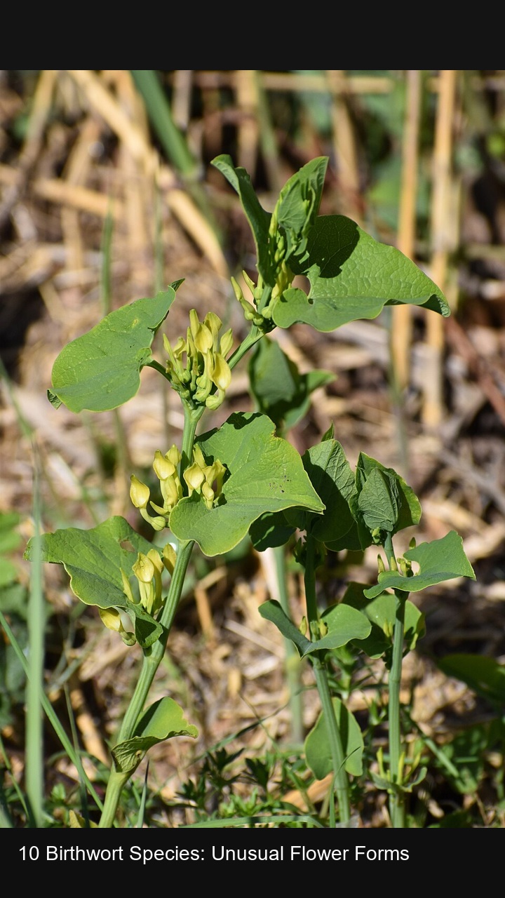 10 Birthwort Species: Unusual Flower Forms — 2:3