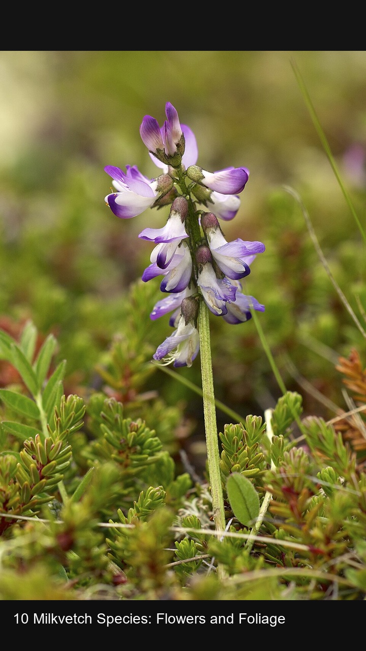 10 Milkvetch Species: Flowers and Foliage — 2:3