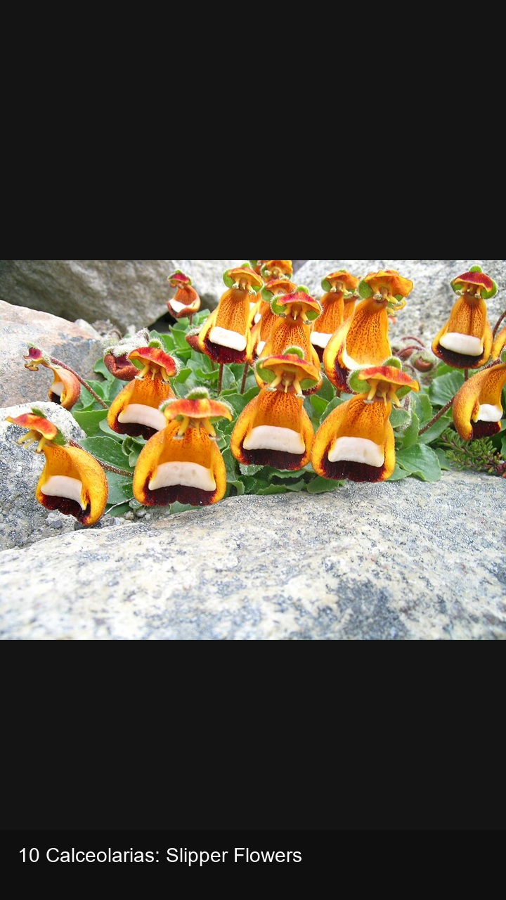 10 Calceolarias: Slipper Flowers — 2:3