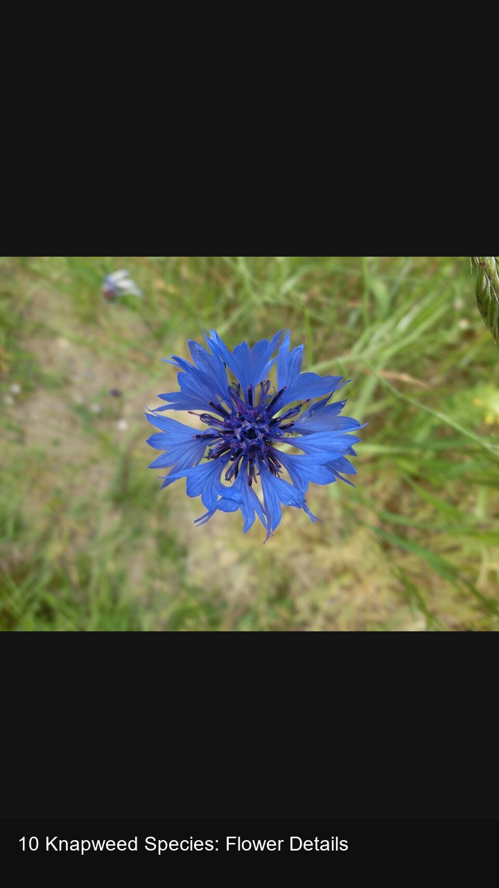 10 Knapweed Species: Flower Details