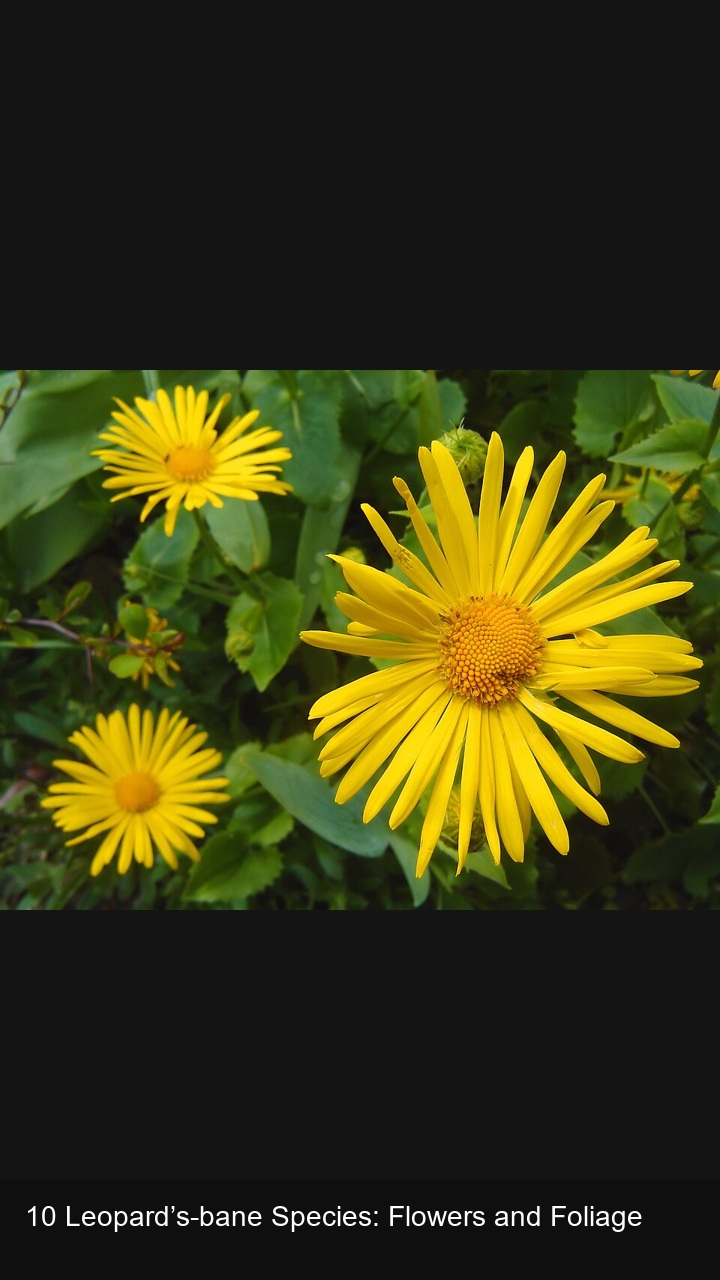 10 Leopard’s-bane Species: Flowers and Foliage — 2:3