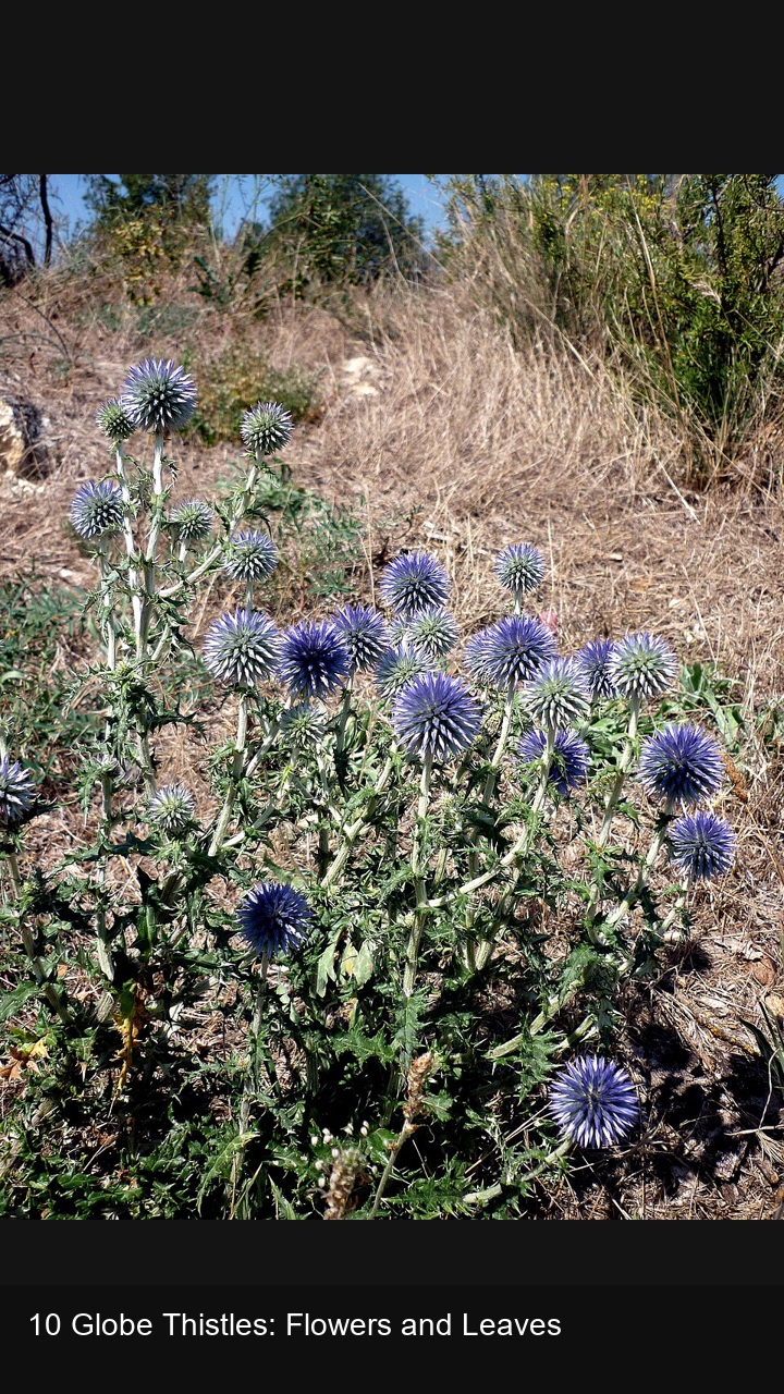 10 Globe Thistles: Flowers and Leaves — 2:3
