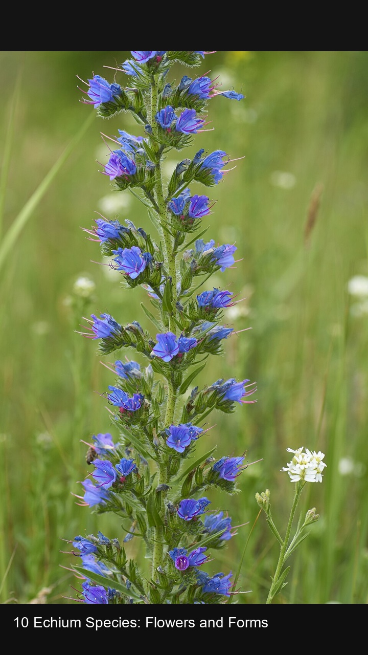 10 Echium Species: Flowers and Forms — 2:3