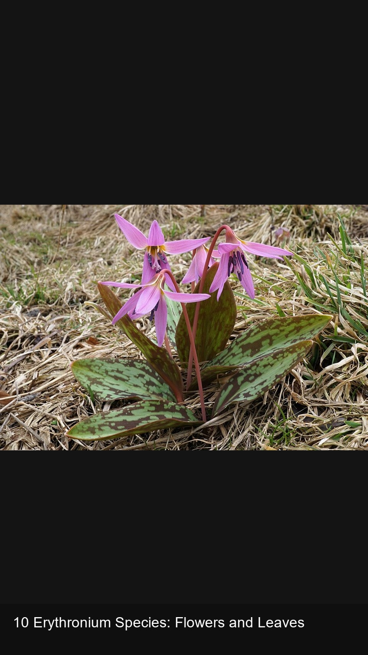 10 Erythronium Species: Flowers and Leaves — 2:3